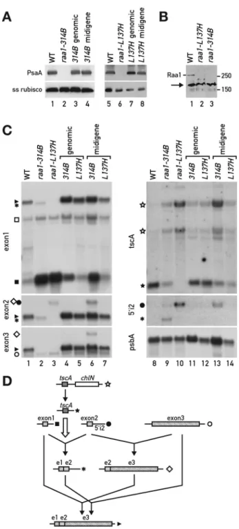 Figure 1. Characterization of raa1-314B and raa1-L137H. (A) Immunoblot analysis of total cell extracts from the wild-type (WT), the mutants raa1-314B and raa1-L137H, and the mutants rescued with the genomic DNA (cosmid #2), or the midigene construct