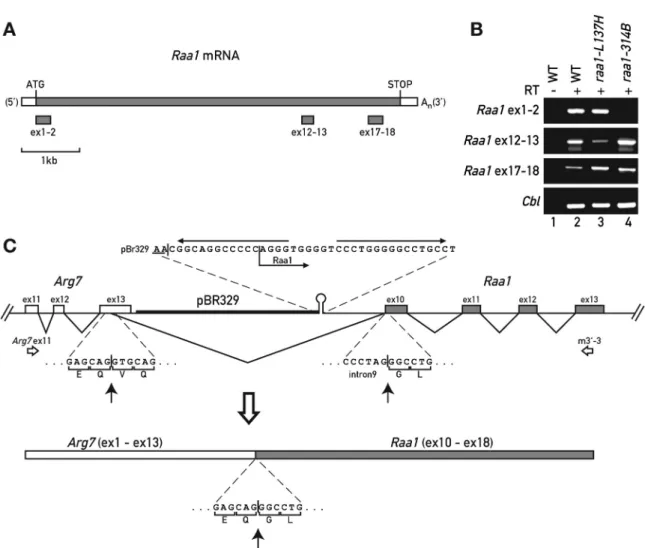 Figure 2. Expression of Raa1 in the mutants. (A) Schematic representation of the Raa1 mRNA with the fragments amplified in the RT–PCR analysis