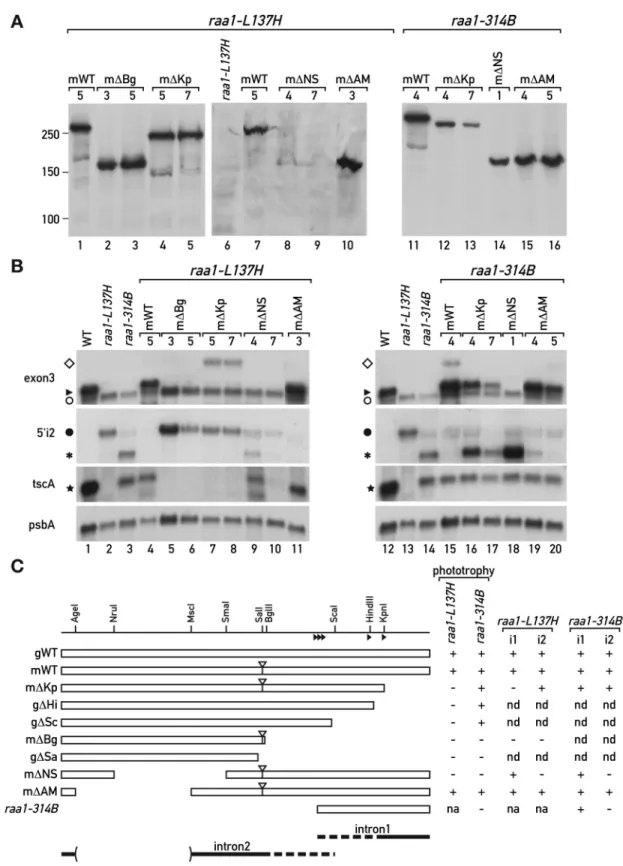 Figure 3. Deletion analysis of Raa1. (A) Immunoblot analysis with anti-HA antibodies of total cell extracts from transformants of raa1-L137H (lanes 1–10) or raa1- raa1-314B (lanes 11–16) with the midigene constructs depicted in panel C