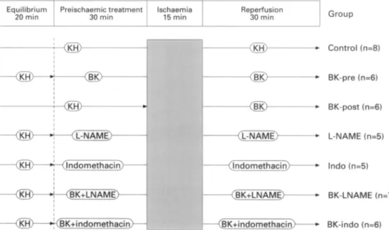 Figure  1  The  experimental  protocol.  Control  group:  Krebs-Henseleit  solution  throughout  the  experiment;  BK-pre:  bradykinin  given  preischaemically  throughout  the experiment;  BK-post:  bradykinin  given  postischaemically  at  the beginning 