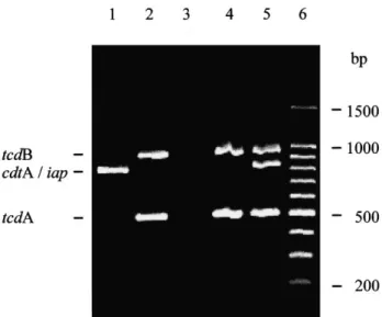Fig. 1. PCR fragment analysis on an ethidium bromide-stained 1.5%