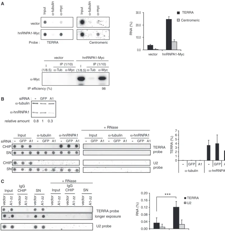 Figure 1. Endogenous TERRA is bound to hnRNPA1. (A) Immunoprecipitation of hnRNPA1-myc in 293T nuclear extract