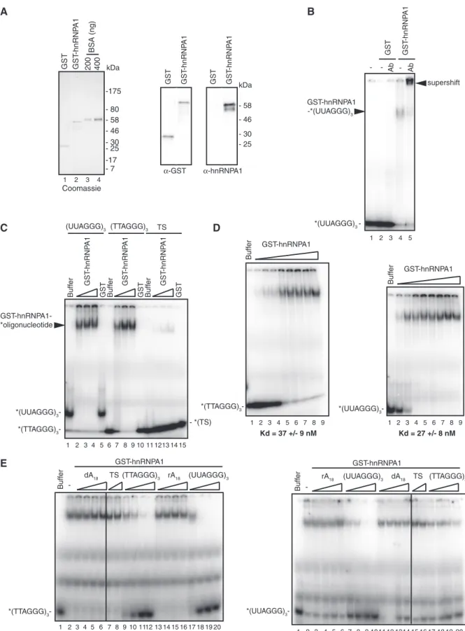 Figure 2. Puriﬁcation and characterization of recombinant GST-hnRNPA1. (A) GST and GST-hnRNPA1 fractions used for in vitro assays after the second puriﬁcation step on the Mono Q sepharose column