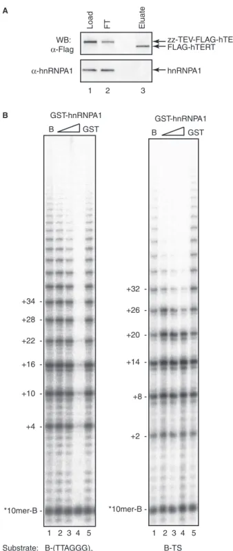 Figure 3. Puriﬁcation of overexpressed telomerase and inhibiting effects of hnRNPA1 on telomerase activity by primer binding