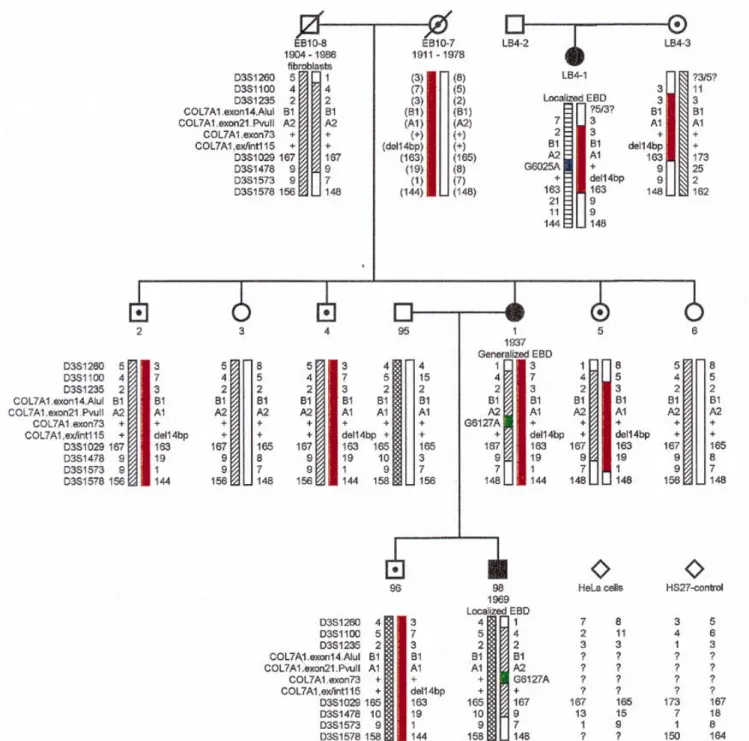 Figure 8. Genotypes at known polymorphic loci within the COL7A1 gene and microsatellite loci surrounding this gene at chromosome 3p21–22 in the EB10 and LB4 families