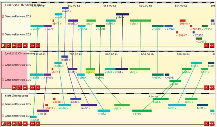 Figure 2. Chromosome comparison view of regions around the pgl gene in Escherichia coli O157:H7, E