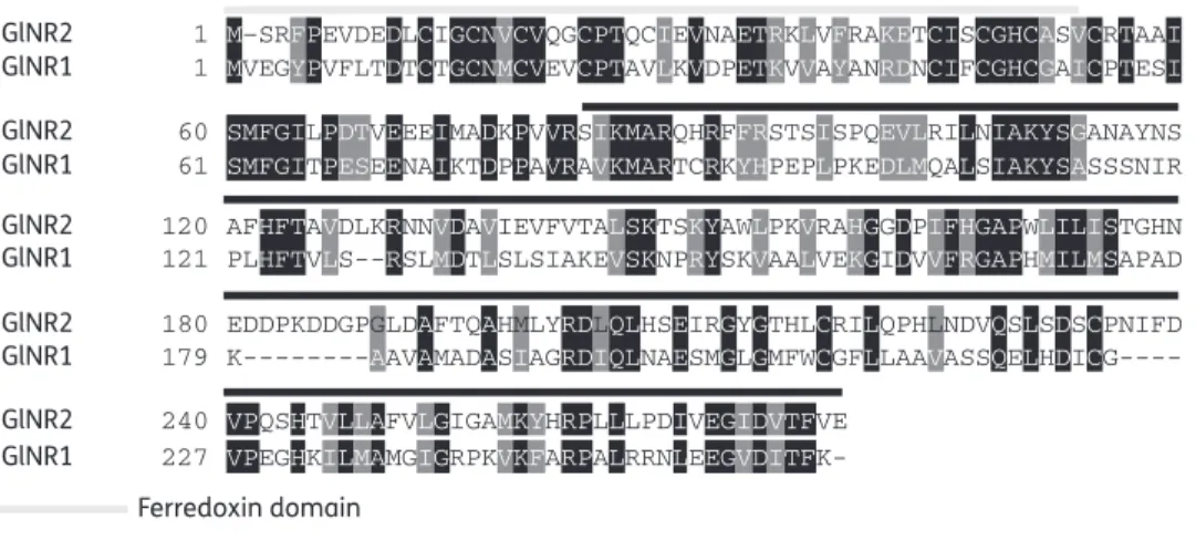 Figure 1. Alignment of GlNR2 (XM_764091.1) with the previously characterized nitroreductase GlNR1 (EDO80257)