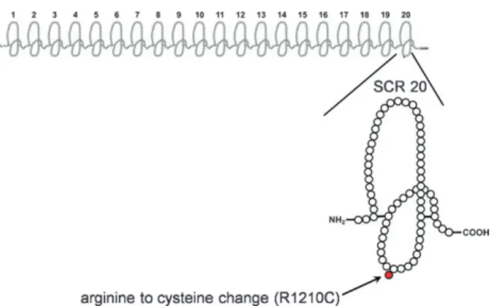 Fig. 2. CFH structure that consists of 20 so-called short consensus repeats (SCR 1–20) arranged in continuous fashion