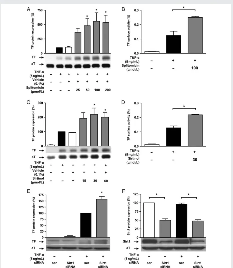 Figure 1 Sirt1 inhibition enhances endothelial TF expression and activity. (A and B) Splitomicin enhances TNF-a-induced TF protein expression (*P , 0.05 vs
