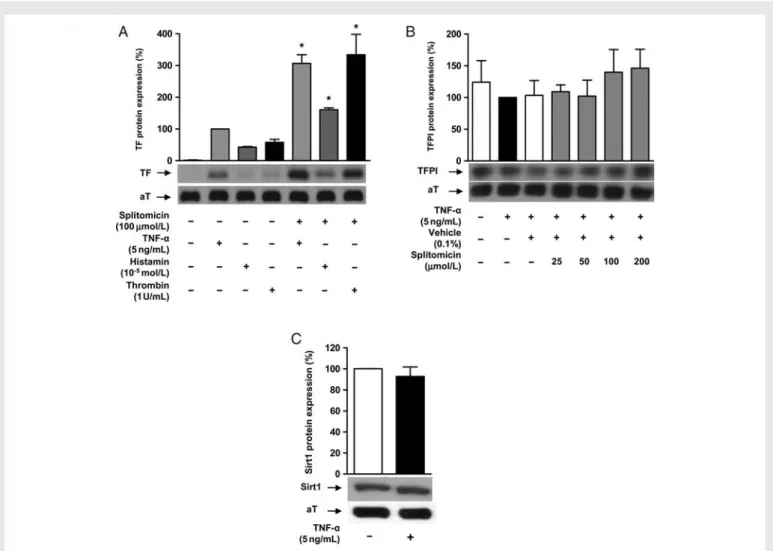 Figure 5A and B). In line with this, translocation of NFkB/p65 from the cytoplasm to the nucleus was increased after TNF-a stimulation as confirmed by NFkB/p65 immunofluorescence and pre-treatment