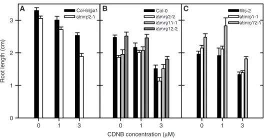 Fig. 2 Mutants in AtMRP2 but not atmrp1, 11 and 12 mutants exhibit increased sensitivity towards 1-chloro-2,4-dinitrobenzene (CDNB).
