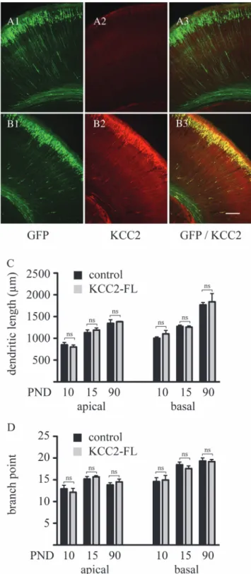 Figure 3. In utero coelectroporation of EGFP and KCC2 does not affect dendritic arbor development of layer 2/3 pyramidal neurons