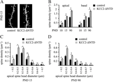 Figure 7. Expression of the KCC2-C568A mutant does not impair dendritic spinogenesis. (A) Representative confocal images (3D volume rendering) showing the impact of the KCC2-C568A mutant on dendritic spinogenesis at PND 15