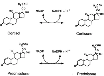 Fig. 1. Interconversion of cortisol to cortisone by 11/J-OHSD in the presence of NADP