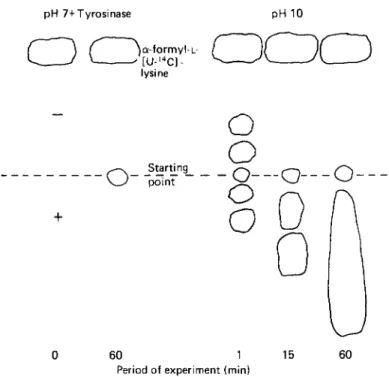 Fig. 3. Diagramatic representation of the autoradiograph of the electrophoretic separation of derivatives  formed between  a-formyl-~-[U-~~C]lysine  and caffeic acid
