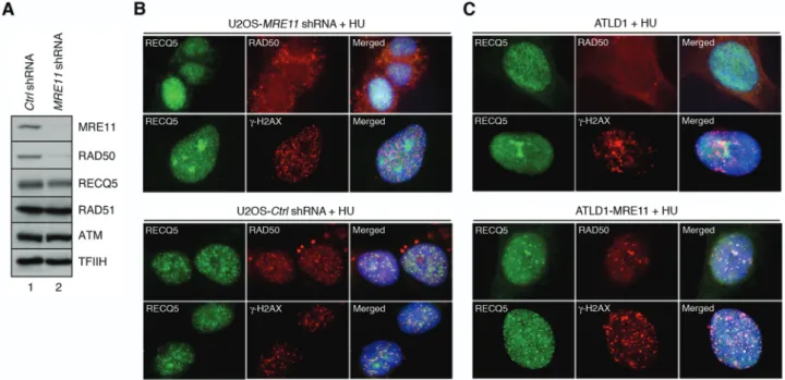 Figure 5. MRE11 is required for the recruitment of RECQ5 to arrested replication forks