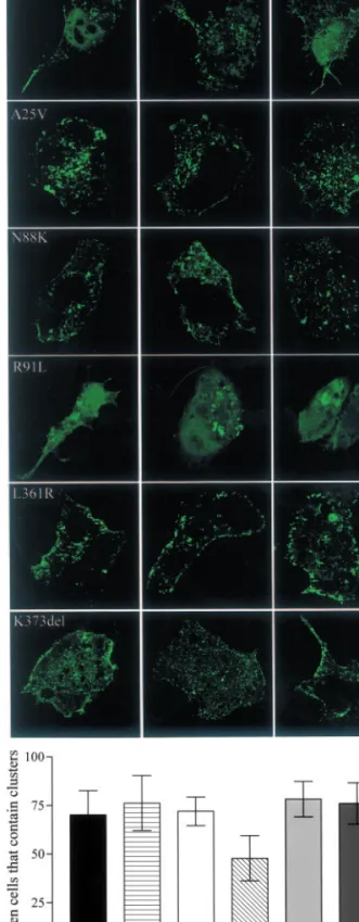 Fig. 2 Mutation R91L abrogated clustering of rapsyn in TE671 cells.