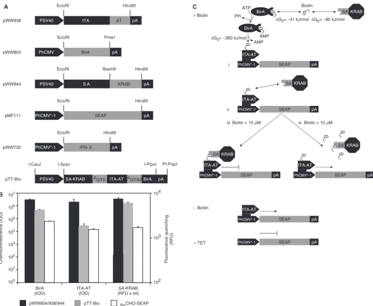 Figure 1. Vitamin H-responsive gene expression in mammalian cells. (A) Expression vectors for vitamin H-responsive gene expression