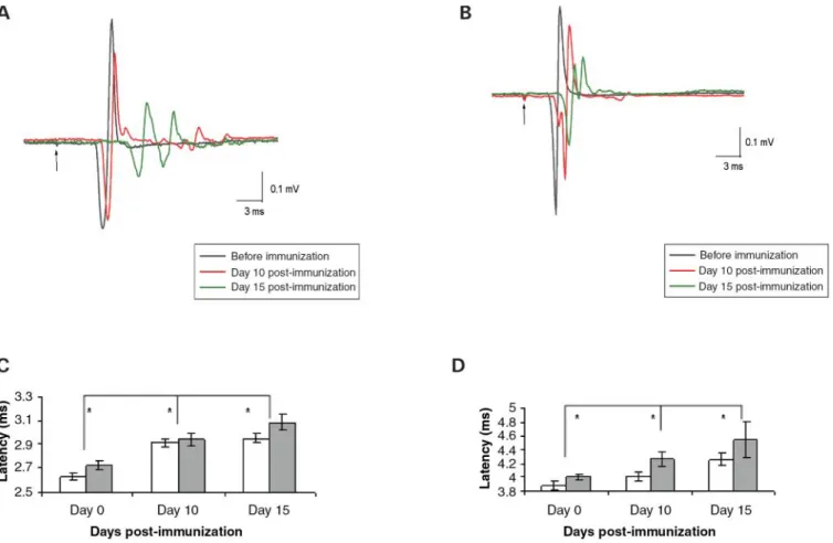 Figure 4. CMEP latencies—changes during the course of disease. Representative traces of cMEP recorded in (A) the hind limb and (B) the fore limb before immunization (gray), 10 days (red) and 15 days post-immunization (green) in a sick mouse