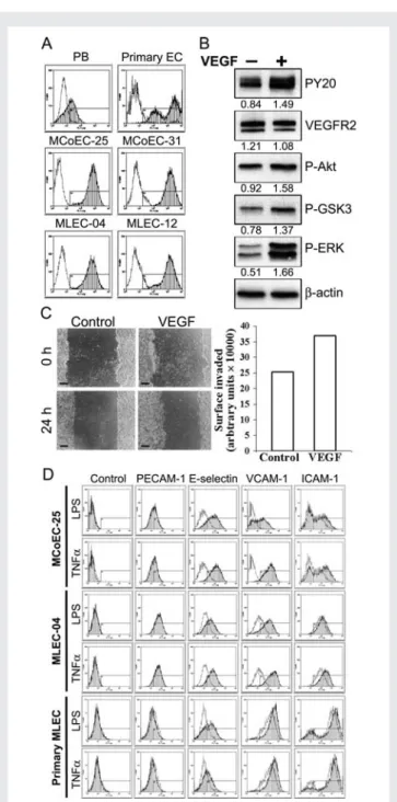 Figure 2 Functional characterization of mouse endothelial lines.
