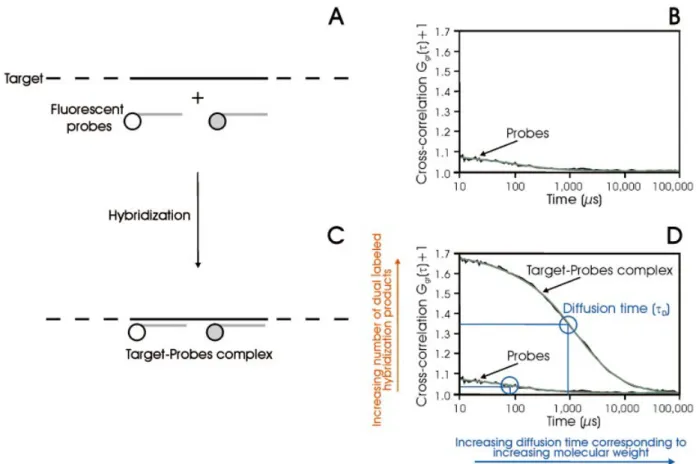 Figure 1. Schematic diagram of the dual-color cross-correlation assay. Two differently dye-labeled DNA probes hybridize simultaneously to their respective binding side on the same target molecule (A and C)
