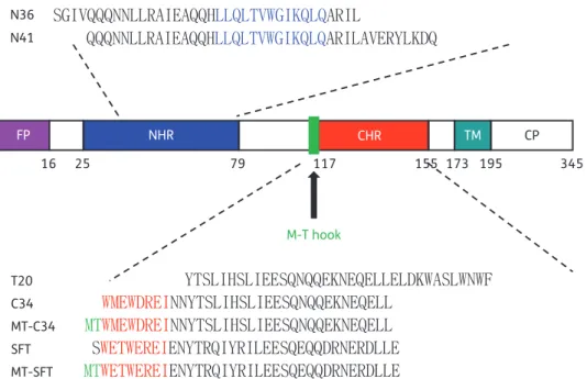 Figure 1. Schematic illustration of the HIV-1 gp41 functional domains and the sequences of NHR- or CHR-derived peptides