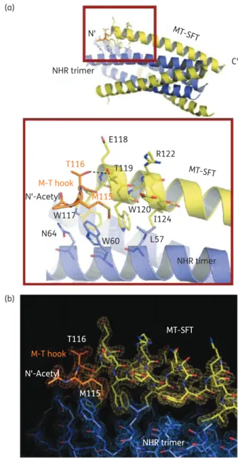 Figure 2. Crystal structure of MT-SFT in complex with N36. (a) Upper part, a ribbon model of the 6-HB structure formed by MT-SFT/N36