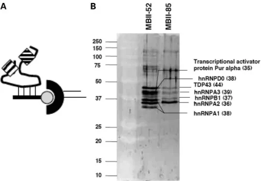 Figure 6. Model for MBII-52 action on RNA processing. (1) The PWS critical region contains snoRNAs (thick line) located in introns between non-coding exons (grey boxes)
