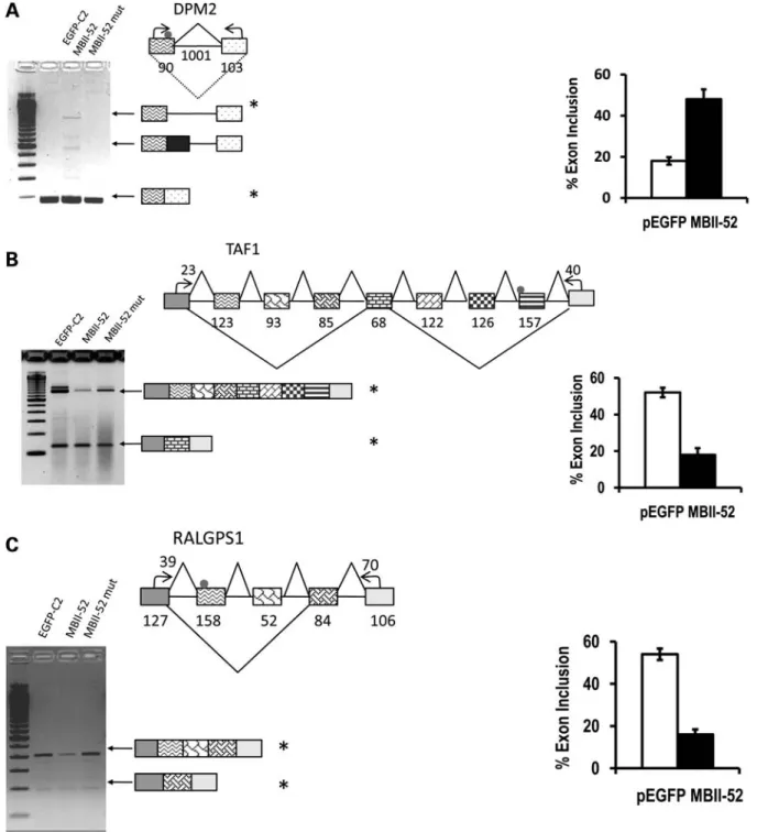 Figure 1. MBII-52 changes the alternative splicing pattern of predicted targets. Computationally predicted MBII-52 target genes expressed in Neuro2A cells were analyzed by RT – PCR