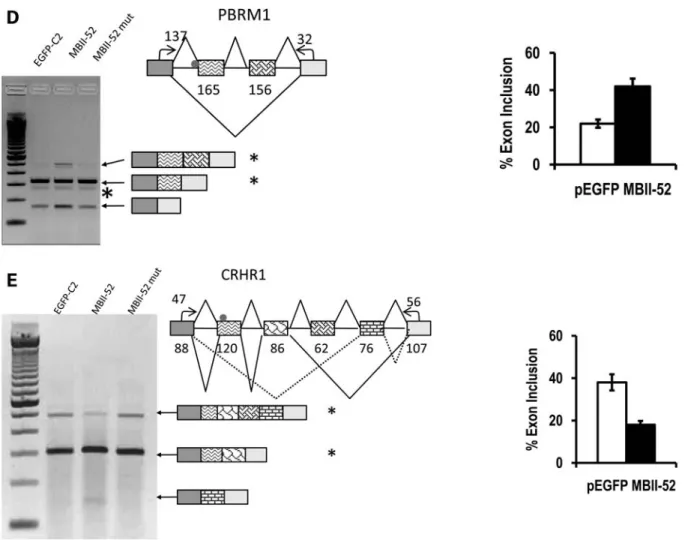 Fig. 4A). SnoRNAs contain C and D boxes that stabilize the snoRNP. Mutation of these RNA elements abolished the effect on splicing (Fig