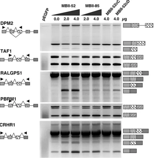 Figure 2. Minigene analysis of MBII-52 target genes. The exons harboring the MBII-52 complementary region were subcloned into the exon trap vector pSpliceExpress