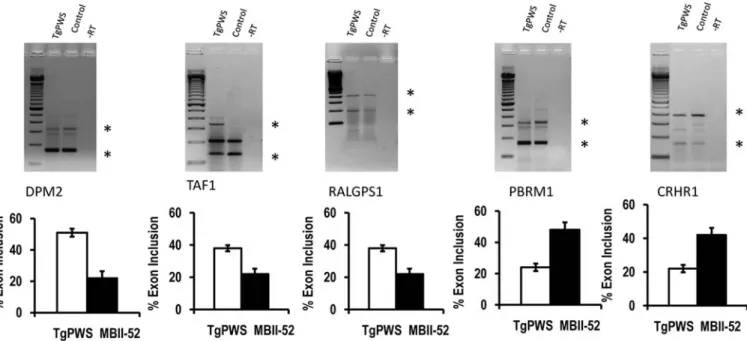 Figure 3. Comparison of RNA from TgPWS mice lacking MBII-52 expression and control littermates