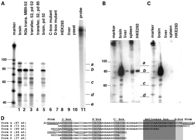 Figure 4. MBII-52 is processed into smaller RNAs. (A) RNase protection analysis using a probe detecting the MBII-52 copy used in transfection studies in Figures 1 and 2