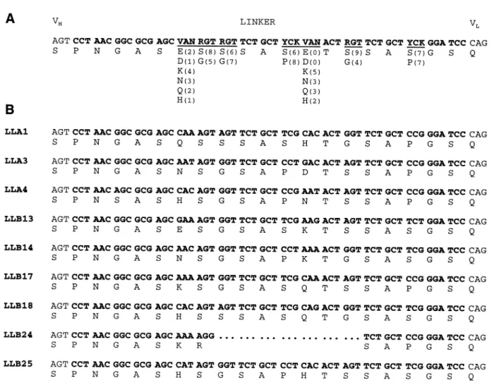Fig. 2. Sequence of the randomized linker region. (A) The sequence of the partially randomized linker region (bold letters) including the last codon of the V H domain and the first codon of the V L domain (non-bold letters) is shown