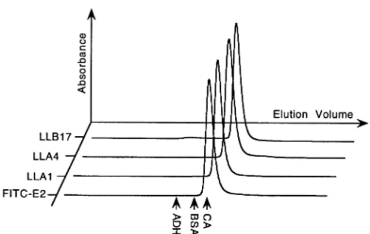 Fig. 6. Analytical gel filtration. The elution profiles of the scFv fragments LLA1, LLA4, LLB17 and FITC-E2 are shown