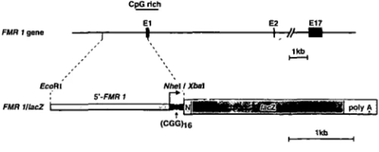 Figure 1. Structure of the 5'-end of the FMRl gene and of the FMRl/lacZ fusion gene injected into mouse oocytes
