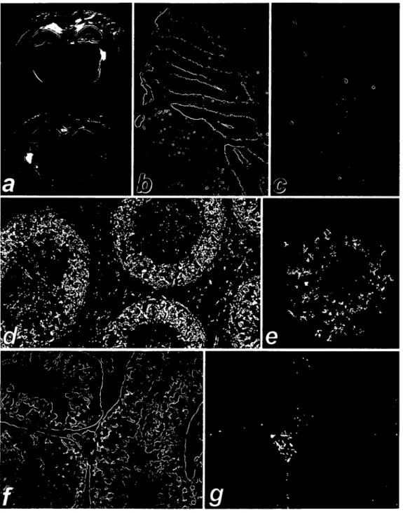 Figure 2. Expression of the lacZ reporter gene in tissues of adult transgenic mice. Using Bluo-Gal as chromogenic p-galactosidase substrate, the reaction product can either be visualized as blue stain in normal light (a, b, c, and 0, or as a bright stain i