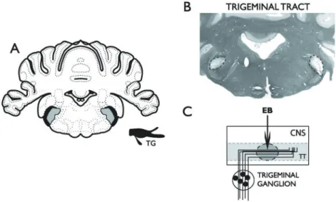 Fig. 1 (A) The trigeminal tract lesion model allows histological assessment of remyelinating lesions in the trigeminal tract (black area lateral to grey area representing the trigeminal nucleus), and changes in gene expression in the cell bodies of the dem
