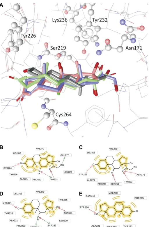 FIG. 6. Modeling of the binding of steroids to 11b-HSD2. (A) Cortisol (blue), cortisone (green), fluoxymesterone (red), and testosterone (gray) docked into the ligand-binding pocket of 11b-HSD2