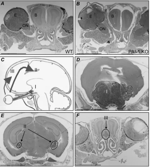 Fig. 1. (A and B) Frontal sections (5 lm) of the head crossing the middle of the eyes, from TRP-1 WT (A) and TRP-1 PAI-1 KO (PAI-1 / ) mice (B)