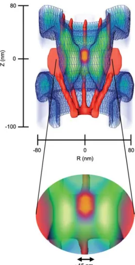 Figure 4 Three-dimensional spatial density of receptor-cargo and FG-domain interaction sites in the NPC (blue: lower density, green: