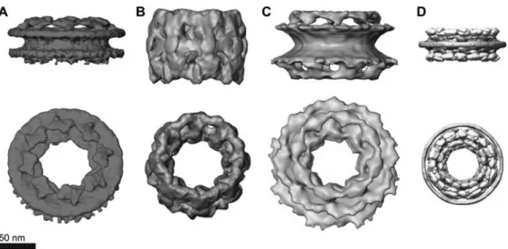 Figure 1 Three-dimensional reconstructions of NPCs.