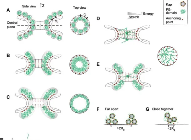 Figure 2 Defining FG-domain arrangements in the NPC.