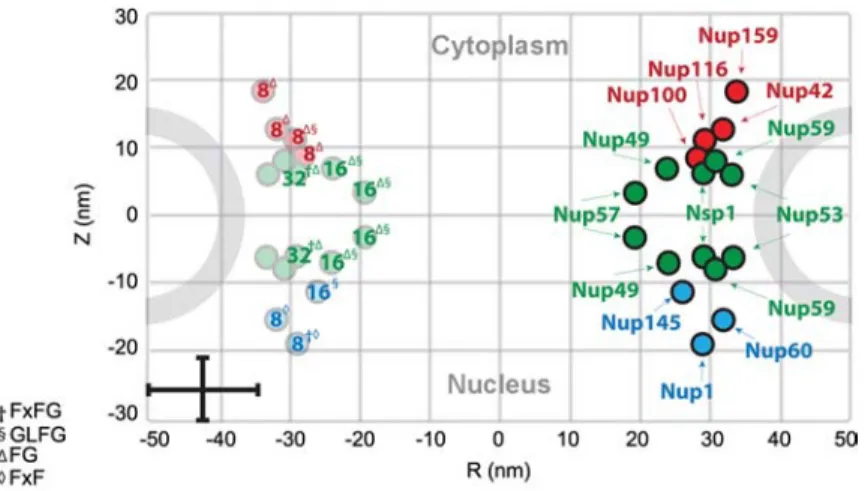 Figure 3 Estimated number of copies and positions of FG-Nups in the yeast NPC.
