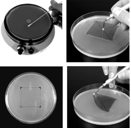 Figure 1. Xact TM procedure. (Top left) Inoculate: the agar surface is streaked with Retro C80 TM and then dried completely