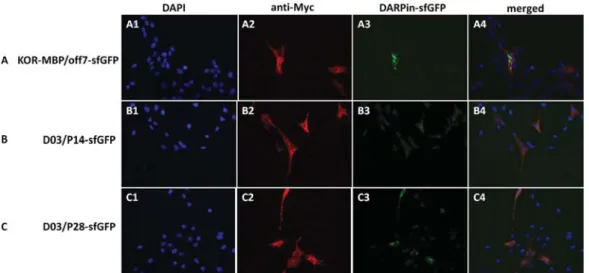Fig. 7. Binding of the selected DARPins to NTR1 expressed in mammalian cells detected using fluorescence microscopy