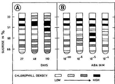 Fig. 1. Changes in chloroplast distribution patterns (separation in sucrose gradient)