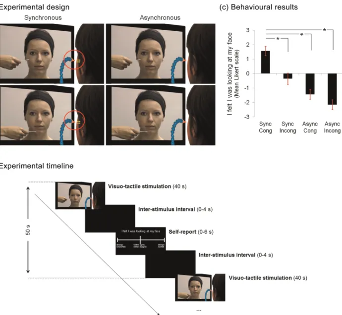 Figure 1. Experimental design, timeline, and behavioral results. ( a ) While in the scanner and in 40 s blocks, participants received tactile stimulation to their left cheek from puffs of air