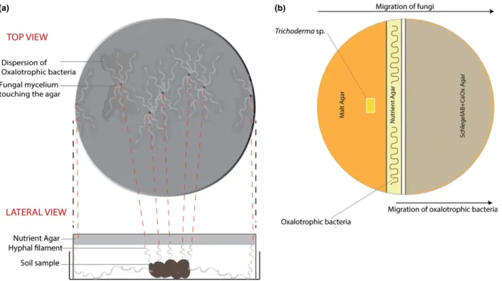 Fig. 1. (a) Schematic representation of the inverted Petri dish device. The lateral view represents the relative position of the soil sample and the target medium (Schlegel AB with calcium oxalate – Schlegel AB-Caox)