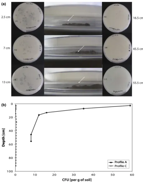 Fig. 2. Quantification of fungus-driven (b) bacterial dispersal associated with the flux of calcium oxalate in soil